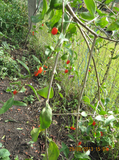 cum se numesc acesti arbusti....