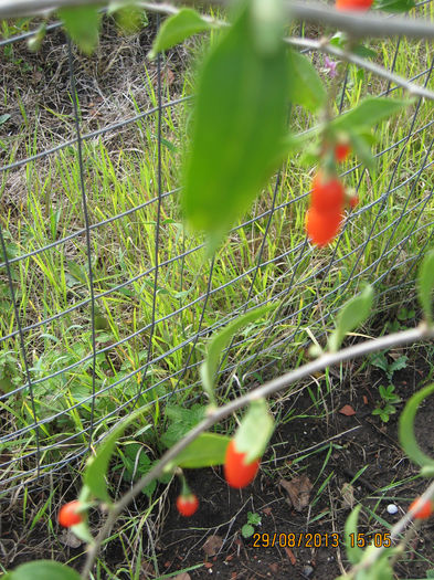 eu stiu, dar vreau si alte pareri.