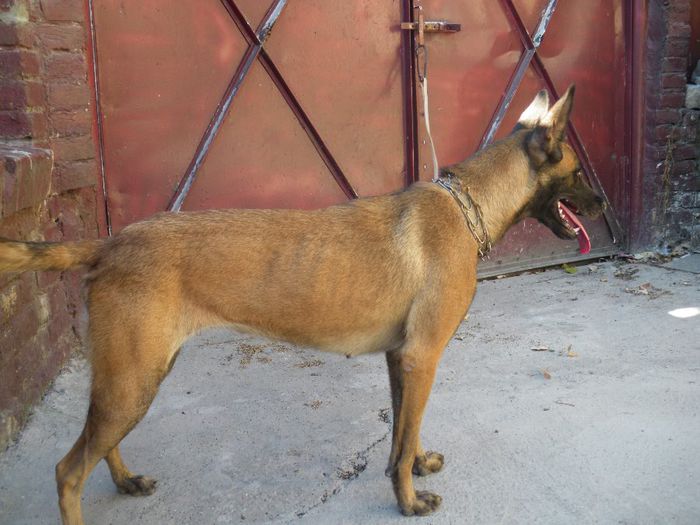 IMGP1788 - Malinois