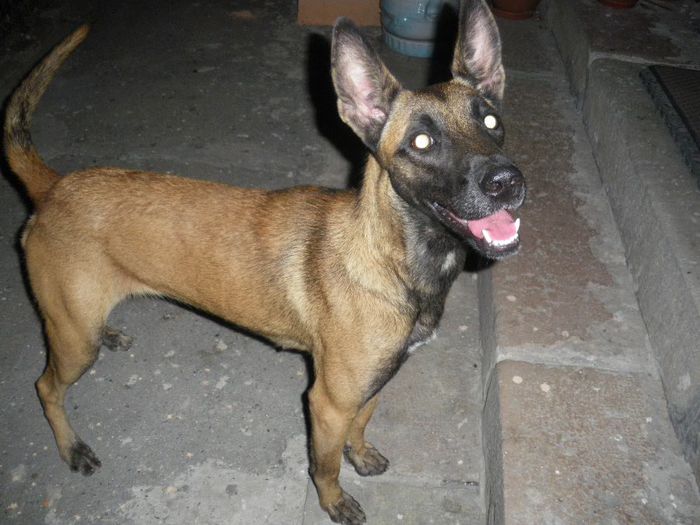 IMGP1890 - Malinois