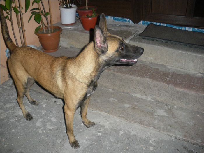 IMGP1897 - Malinois