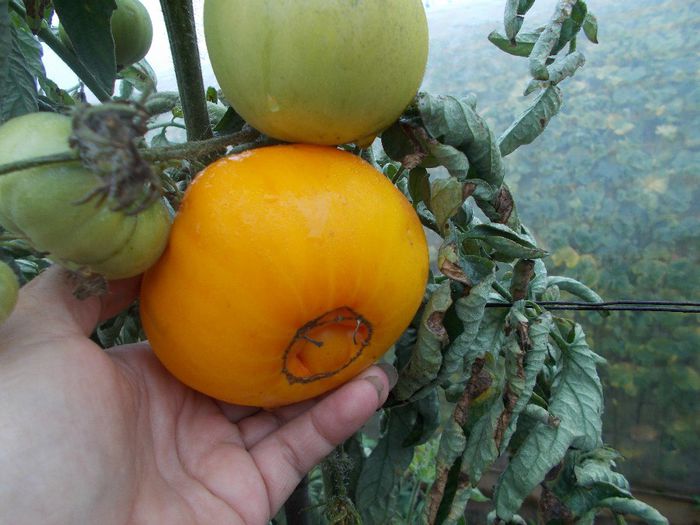  - VAND SEMINTE ROSII TOATE CULORILE