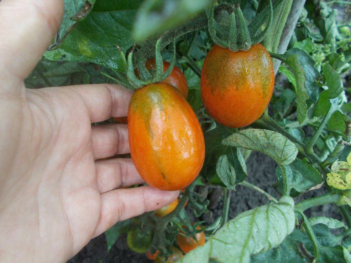  - VAND SEMINTE ROSII TOATE CULORILE