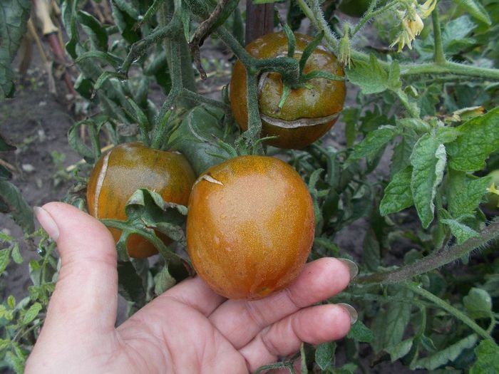  - VAND SEMINTE ROSII TOATE CULORILE