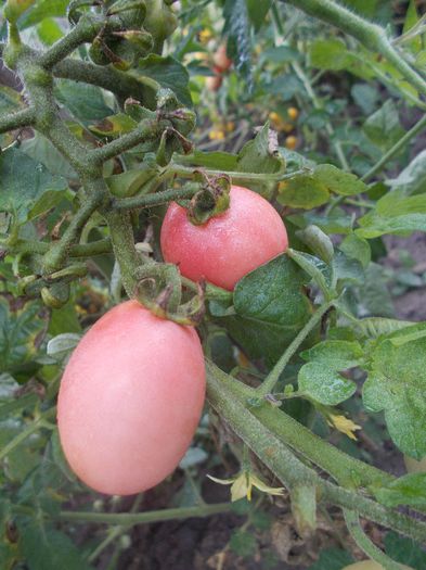  - VAND SEMINTE ROSII TOATE CULORILE