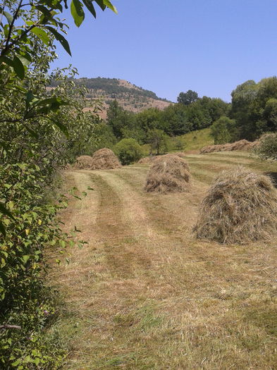 2013-08-05 13.45.58 - Fotografii 2013