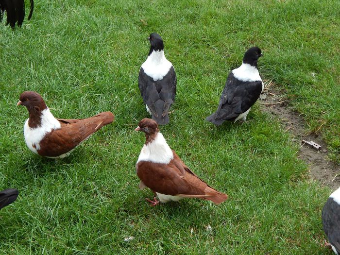 057 - PORUMBEI STRASSER