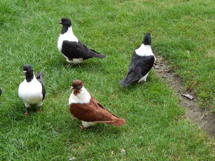 058 - PORUMBEI STRASSER