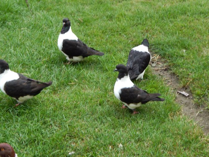 059 - PORUMBEI STRASSER