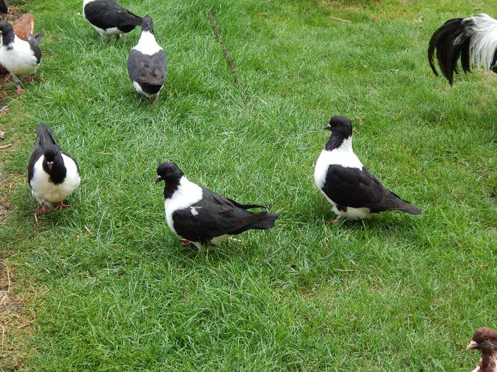 060 - PORUMBEI STRASSER