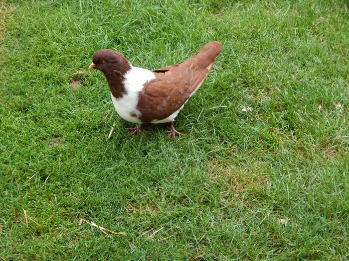 061 - PORUMBEI STRASSER