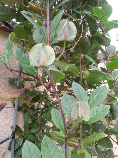 detaliu boboci cobaea .Se vor deschide ?