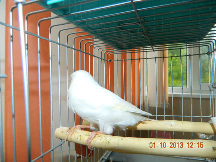 DSCN3960 - Canar alb