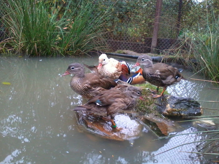 Mandarin; 2013-09-30 18.02.28
