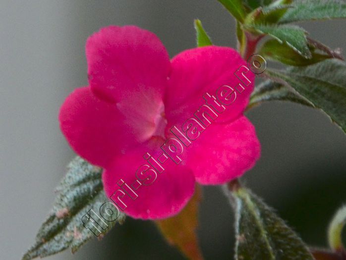 Achimenes Panik Pink - ACHIMENES III