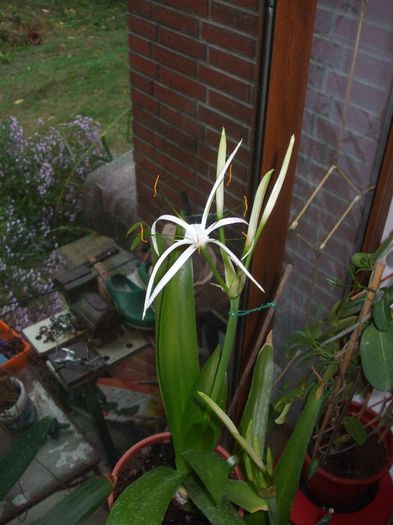 Azi noapte, pe furtuna. - Hymenocallis caribaea 2013