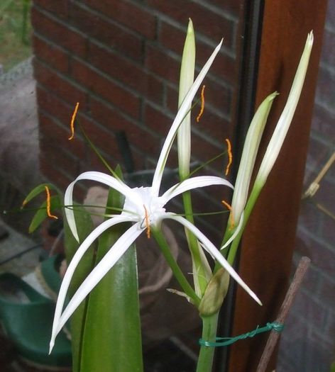 Prima floare din 2013 - Hymenocallis caribaea 2013