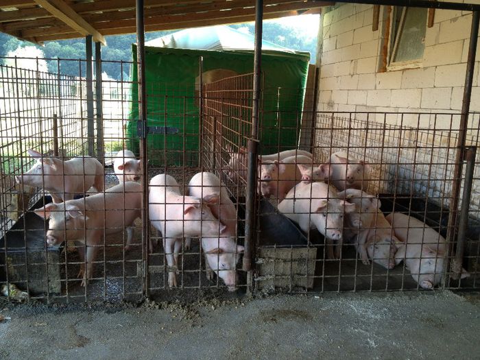 Porci in crestere - MICRO FERMA