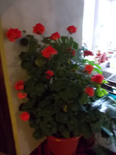 DSCN0494