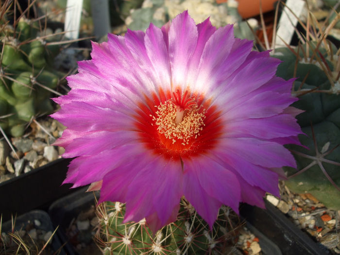 DSCF8853