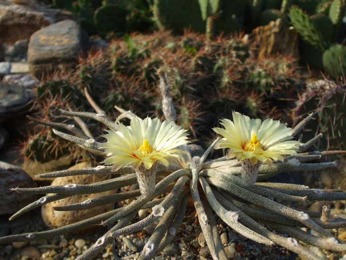 DSCF8889 - Cactusi 2013