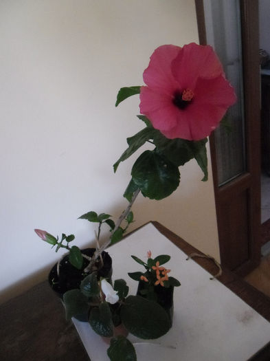 Adonicus Pink - Hibiscus 2013-3