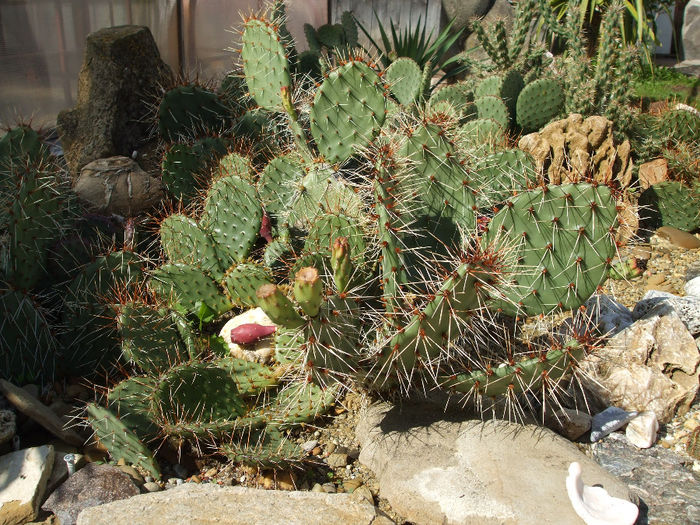 DSCF9101 - Cactusi hardy