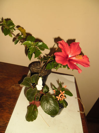 Cairo Somon - Hibiscus 2013-3