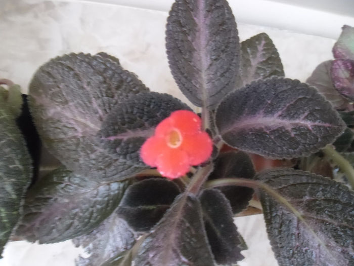 Raspeberry Blush