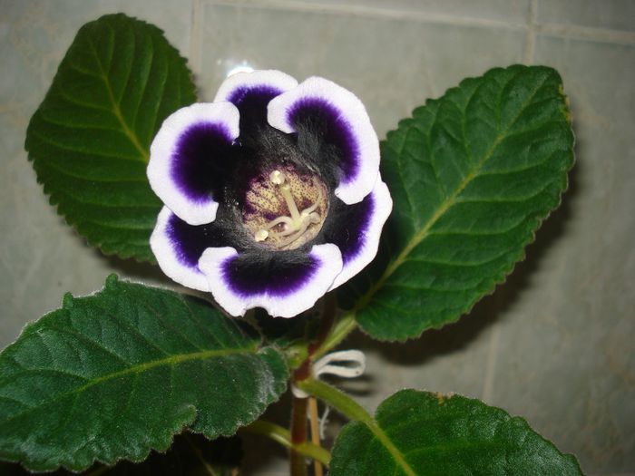 DSC09653 - GLOXINIA  2013