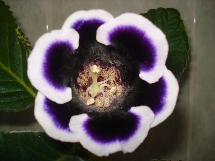 DSC09652 - GLOXINIA  2013