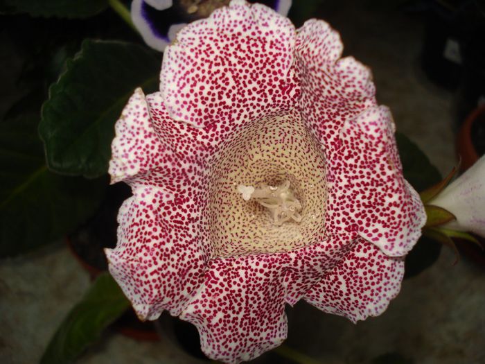 DSC09659 - FLORI 2013