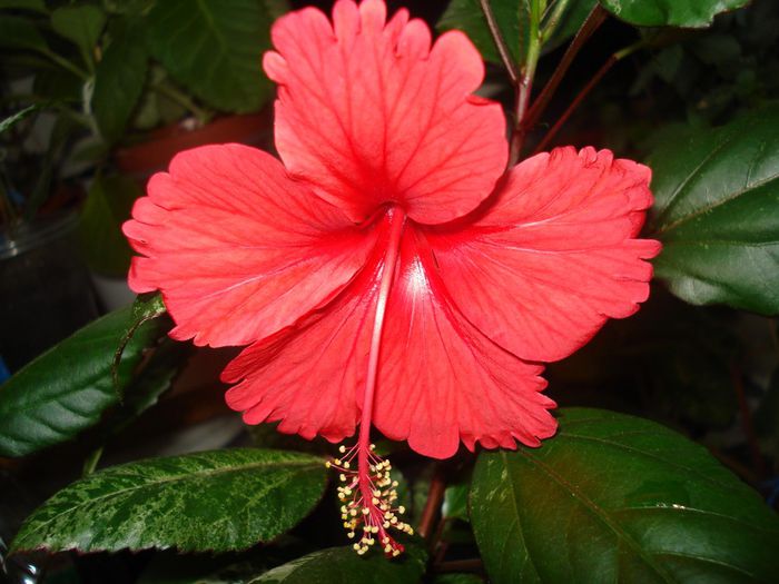 DSC09662 - FLORI 2013