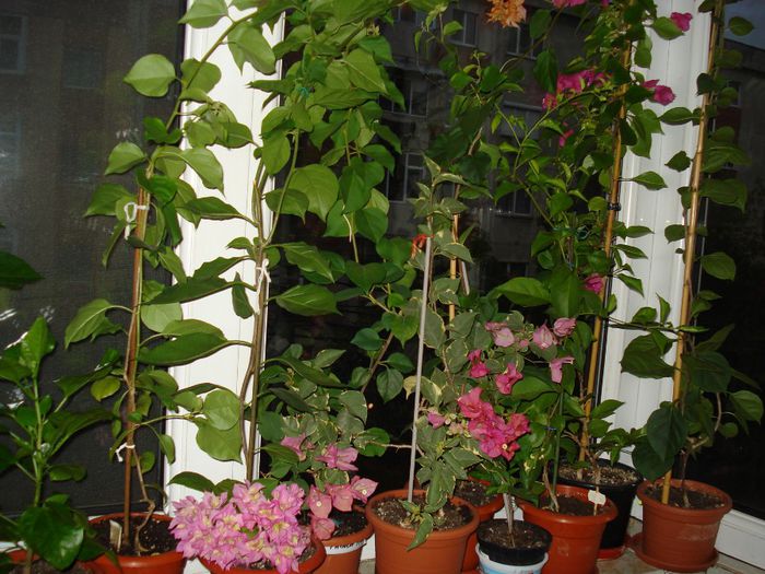 Jungla din balconul meu !