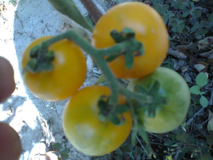 YELLOW BUSH DELICIA 1791 - 12- TOMATE BIO SOIURI TRADITIONALE PURE ORGANICE DE ORIGINE ROMANESTI SI STRAINE ALBUM 12