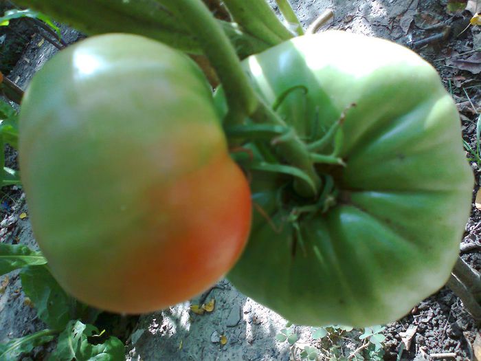 Fotografie1796 - 12- TOMATE BIO SOIURI TRADITIONALE PURE ORGANICE DE ORIGINE ROMANESTI SI STRAINE ALBUM 12