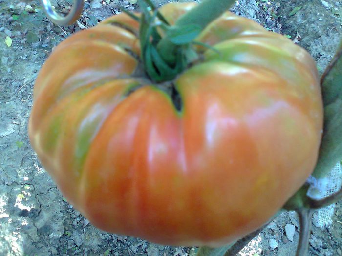 GIANT DELICIOUS 1903 - 12- TOMATE BIO SOIURI TRADITIONALE PURE ORGANICE DE ORIGINE ROMANESTI SI STRAINE ALBUM 12