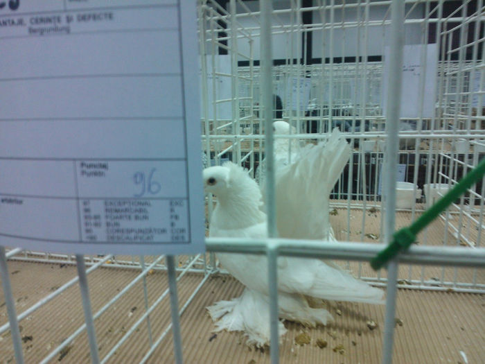 WP_003152 - jucatori siberieni