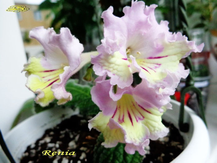 Renia (2-X-2013) - Streptocarpusi 2013