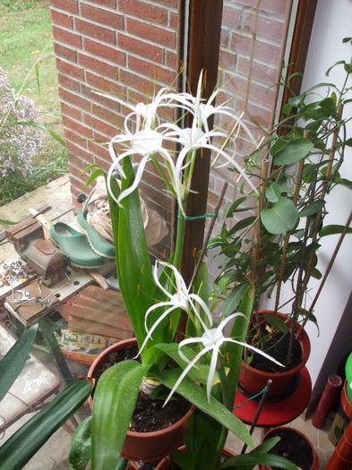 DSCF3832 - Hymenocallis caribaea 2013