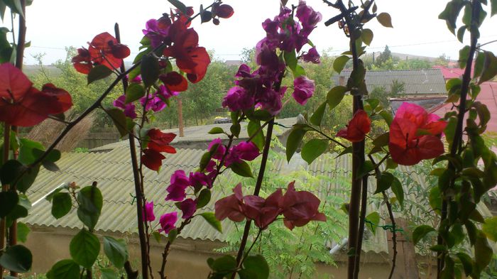 DSC_2463 - BOUGAINVILLEA 2013