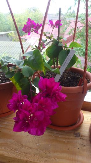 DSC_2464 - BOUGAINVILLEA 2013
