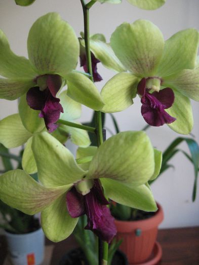  - Dendrobium Phalaenopsis