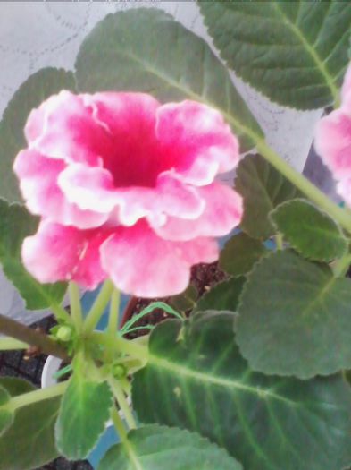 Picture 729 - gloxinia 2013