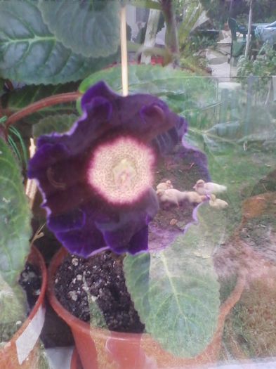 tigrina blue dark - gloxinia 2013