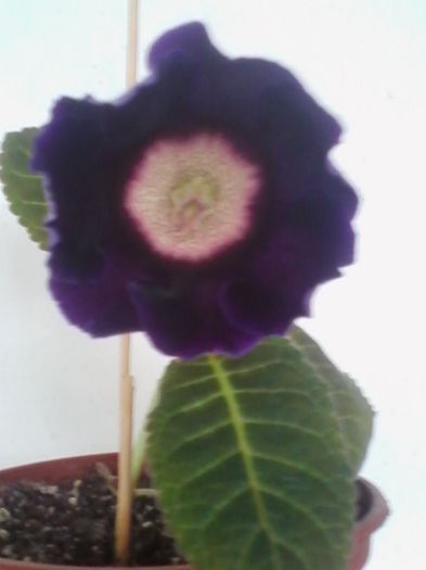 tigrina blue dark - gloxinia 2013