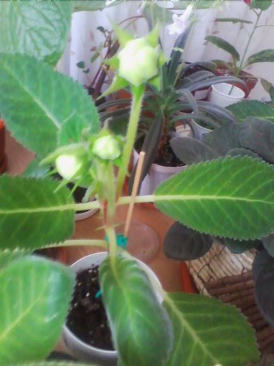 fire of innocente - gloxinia 2013
