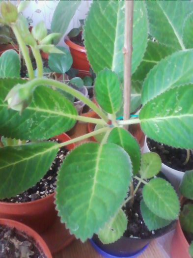 venok feii - gloxinia 2013