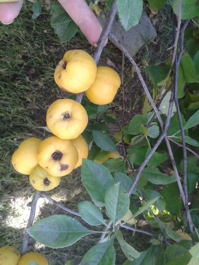 CE-I ??? arbust cu mere mici,mici - VARA 2013