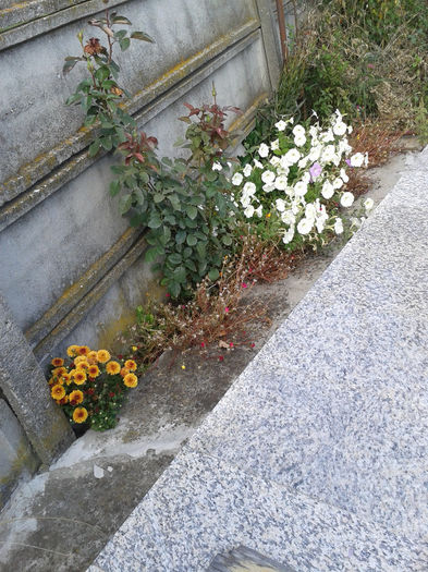 inconjurata de flori